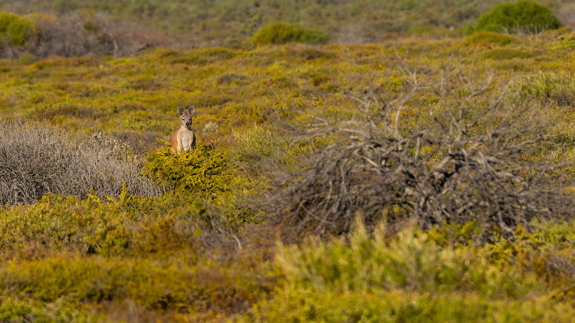 Kalberri - Eagle Gorge Lookout